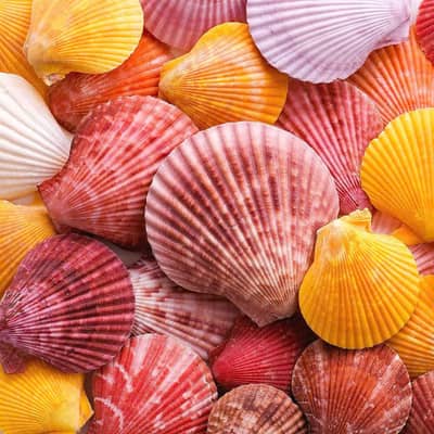 Shell