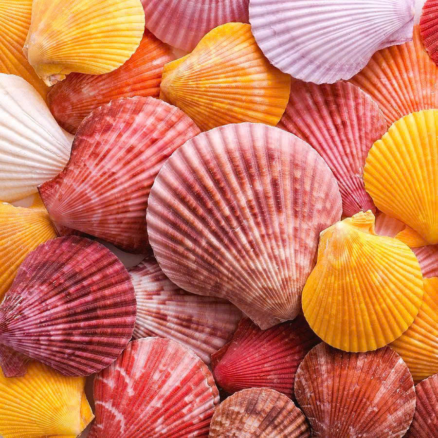 Shell