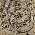 18K Gold Plated Natural Stone Summer Non Tarnish Beach Bead Splicing Stainless Steel Chain Pearl 3