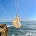 Natural Conch With Pearl Shell Pendant Necklace On Stainless Steel Chain 2